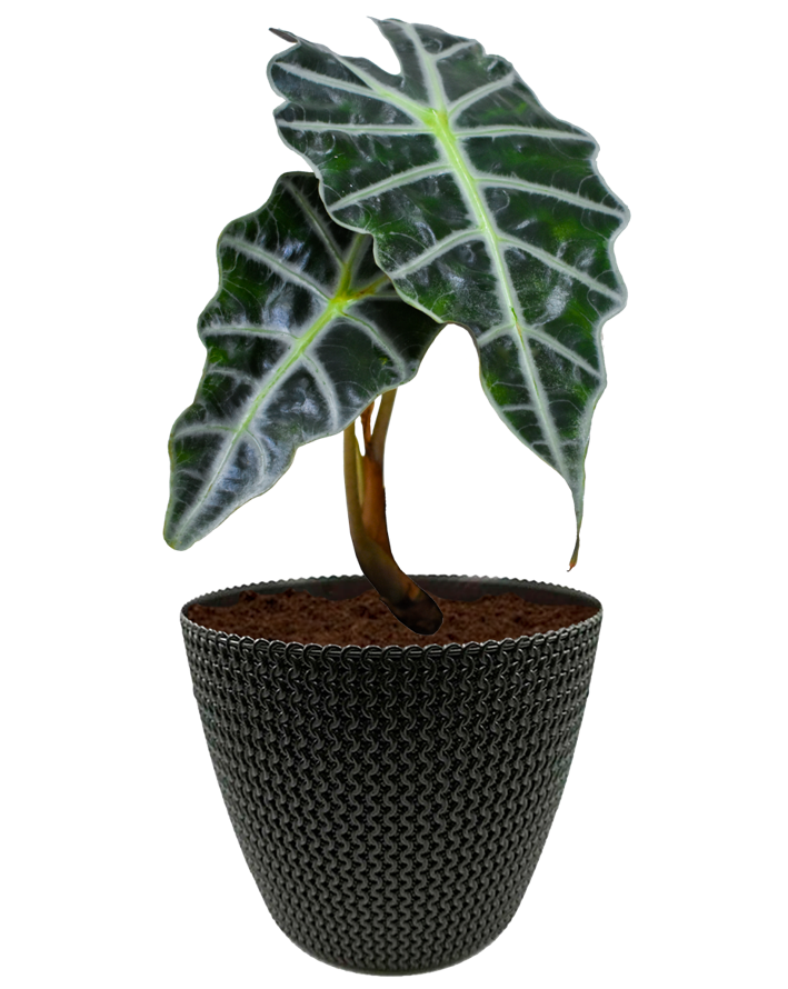 Alocasia en maceta café. Planta de sombra