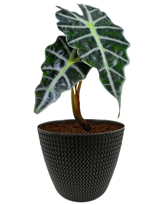 Alocasia en maceta café. Planta de sombra