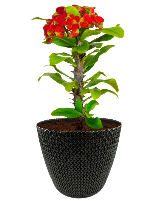 Corona de Cristo Sandía en maceta café. Planta de sol. Planta de sombra